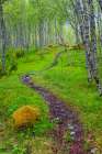 Norway-Nordland-Tysfjord. Trail through birch forest. Art Print